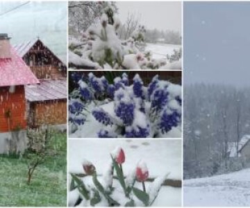 Iarna a revenit la munte, în Apuseni. Ninge de ore bune la Arieşeni, strat ...