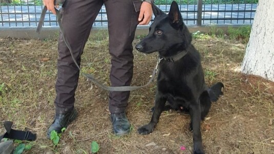 Hao, eroul cu patru labe din Galați, a depistat drogurile din prima zi de ...