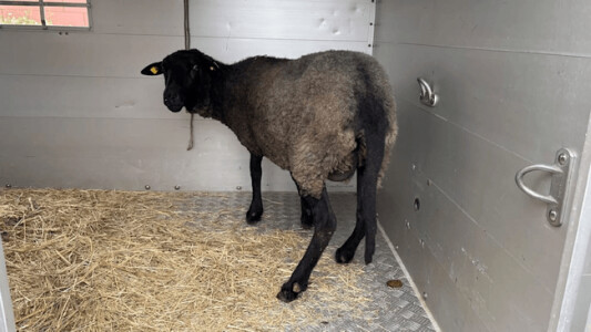 Un român din Germania sacrifica oi într-un apartament închiriat. Animalele ...