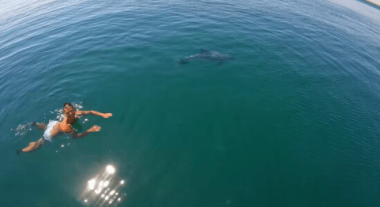 Întâlnire spectaculoasă în Marea Neagră: un delfin prietenos s-a întors la ...