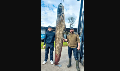 Somn uriaș de 109 kilograme, prins de un pescar din Austria: „Ce submarine ...