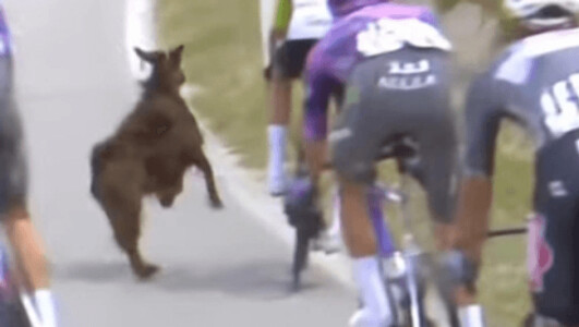 O capră a fost la un pas facă ravagii, după ce a tăiat calea plutonului în ...