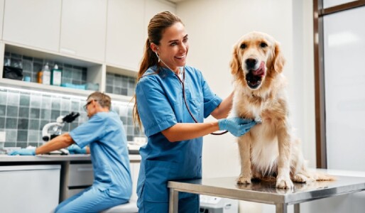 „E o facultate mai grea decât Medicina umană, iar practica te omoară”. Cu ...