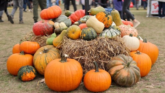 Cu cât vinde Lidl un dovleac de plăcinte și unul pentru Halloween