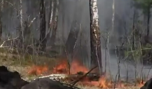 Flăcările înghit pădurile radioactive de la Cernobîl, lângă reactorul ...