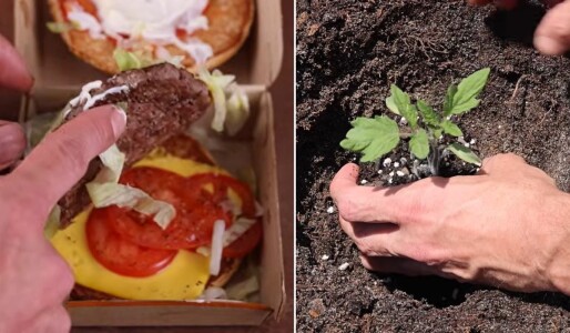 Un grădinar a plantat semințele unei roșii dintr-un burger de la McDonald’s ...